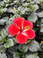 Tradewinds Starry Wind Tropical Hibiscus made by here at Twin Oaks Nursery & Supply