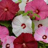 Luna Hardy Hibiscus