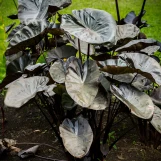 Kona Coffee Elephant Ear - 3 Gallon made by here at Twin Oaks Nursery & Supply