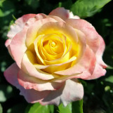 Rose Make Me Blush