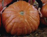 Pumpkins