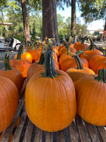 Pumpkins