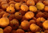 Pumpkins