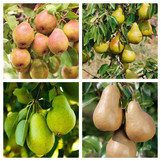 4 in 1 Pear Tree - Kieffer, Warren, Blake's Pride, Harrow Delight - 10 Gallon