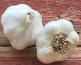 Garlic Bulb