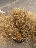 Wheat Bundle