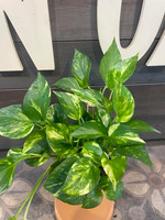 Pothos - Golden made by here at Twin Oaks Nursery & Supply