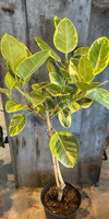Ficus Altissima Golden Gem Standard made by here at Twin Oaks Nursery & Supply