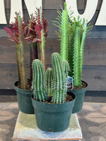 Euphorbia Cactus - Assorted