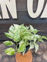 Pothos Snow Queen made by here at Twin Oaks Nursery & Supply