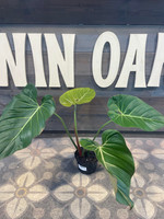 Philodendron Summer Glory made by here at Twin Oaks Nursery & Supply