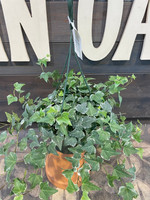 Ivy - Assorted Houseplants