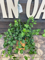 Ivy - Assorted Houseplants