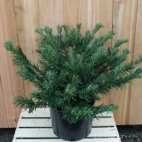 Duke Gardens Plum Yew made by here at Twin Oaks Nursery & Supply