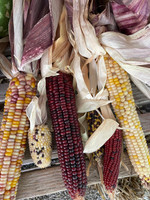 Ear Indian Corn made by here at Twin Oaks Nursery & Supply
