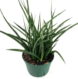 Sansevieria - Fernwood made by here at Twin Oaks Nursery & Supply