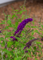 Groovy Grape Butterfly Bush