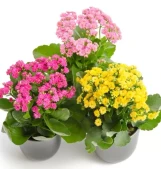 Flowering Kalanchoe