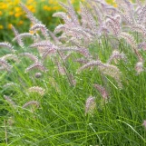 Karley Rose Fountain Grass made by here at Twin Oaks Nursery & Supply