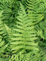 Southern Wood Fern