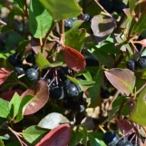Iroquois Beauty Black Chokeberry made by here at Twin Oaks Nursery & Supply