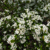 Iroquois Beauty Black Chokeberry
