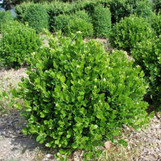 Faulkner Boxwood