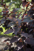 Sucker Punch Chokecherry Multi-Trunk made by here at Twin Oaks Nursery & Supply