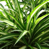 Airplane Plant made by here at Twin Oaks Nursery & Supply