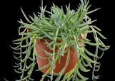 String of Fish Hooks - 6 Inch Hanging Basket made by here at Twin Oaks Nursery & Supply