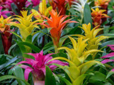 Bromeliad - Assorted made by here at Twin Oaks Nursery & Supply