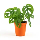 Swiss Cheese Plant made by here at Twin Oaks Nursery & Supply