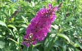 Flutterby Tutti Fruitti Pi Butterfly Bush made by here at Twin Oaks Nursery & Supply