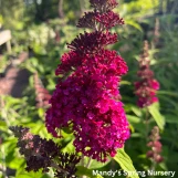 Funky Fuchsia Butterfly Bush made by here at Twin Oaks Nursery & Supply