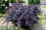 Jazz Hands Variegated Loropetalum