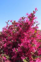 Crimson Fire Loropetalum made by here at Twin Oaks Nursery & Supply