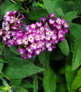 Blueberry Pie Butterfly Bush made by here at Twin Oaks Nursery & Supply