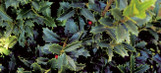 Oakland Holly - Tree Form