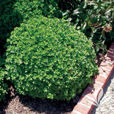 Japanese Boxwood