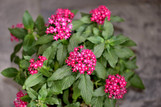 Pentas Full Flat - 18 ct made by here at Twin Oaks Nursery & Supply