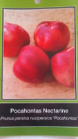 Nectarine Trees – Twin Oaks Nursery & Supply Online