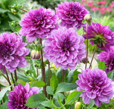 Dahlia - Assorted Varieties