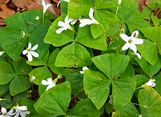 Oxalis - Assorted Varieties