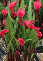 Calla Lily - Assorted Varieties