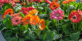 Gerbera Daisy - Assorted Varieties