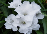Dwarf Mexican Petunia - Dwarf Ruellia - Assorted Varieties