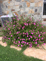 Rock Rose - Pavonia