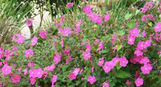 Rock Rose - Pavonia