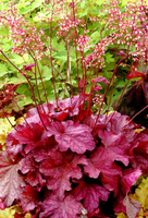 Coral Bells - Heuchera - Assorted Varieties