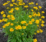 Coreopsis - Assorted Varieties